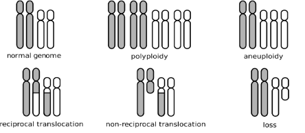 Aneuploidy