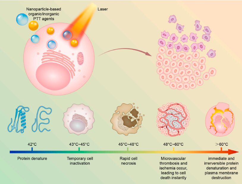 Phototherapy and its potential in cancer treatment – OncoBites