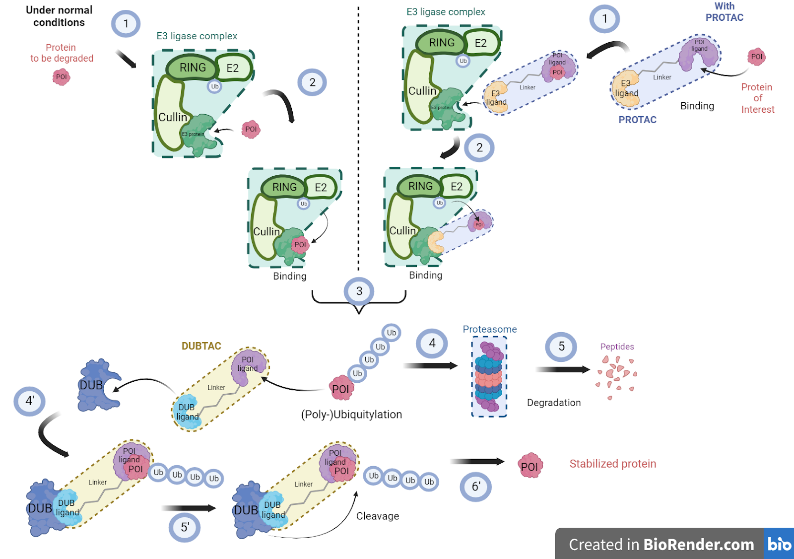 Dubca Cell Line DUBTACs: A new therapeutic approach targeting proteins for cancer ...
