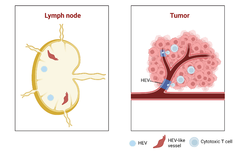 A Gateway Into The Tumor: High Endothelial Venules in Cancer – OncoBites