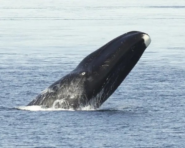 bowhead whale in ocean