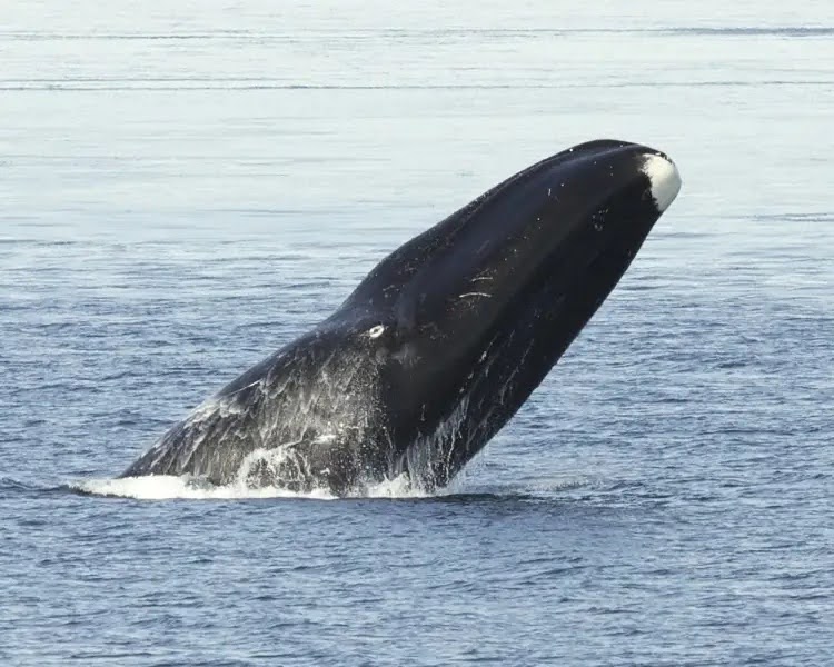 bowhead whale in ocean