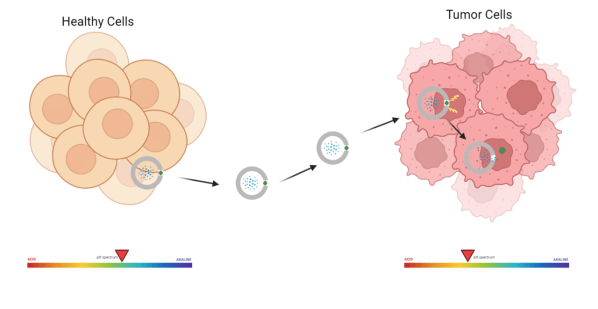 Illustration of a gated drug delivery system retaining its cargo until it encounters the acidic tumor environment.