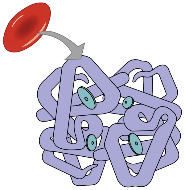 myoglobin